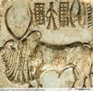 siragu The humped bull - Bos indicus
