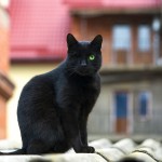 siragu black cat