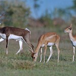 siragu Antilope 2