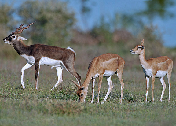 siragu Antilope 2