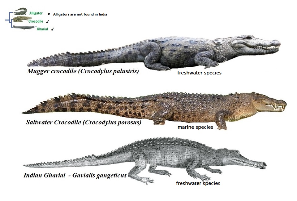 siragu Types of Indian Crocodiles