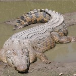 siragu wiki crocodile